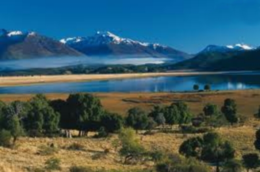 ALERCES MILENARIOS DE LA PATAGONIA 