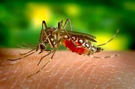 DENGUE, ZIKA, CHIKUNGUNYA Y FIEBRE AMARILLA: SITUACIÓN SE 11 (27 DE MARZO 2017) SEGÚN EL MINISTERIO DE SALUD DE LA NACIÓN