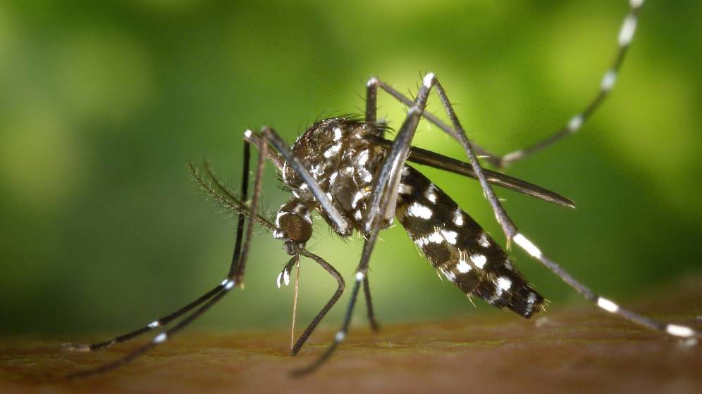 ¿QUÉ ES EL DENGUE?: PREVENCIÓN Y RECOMENDACIONES