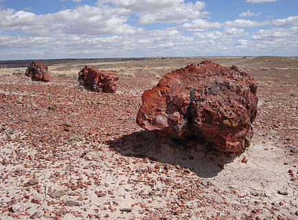 BOSQUES PETRIFICADOS DE JARAMILLO: PARQUE NACIONAL