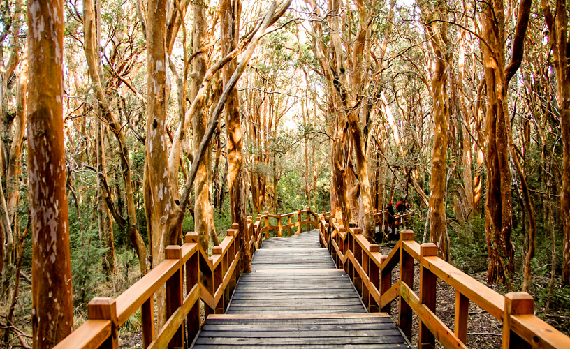 PARQUE NACIONAL LOS ARRAYANES