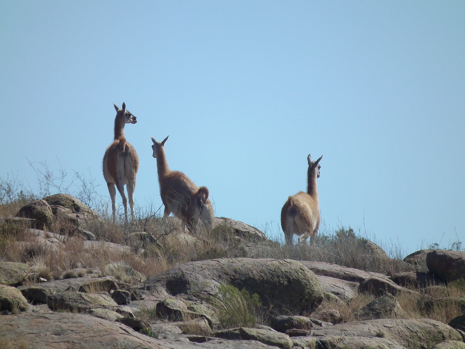 PARQUE NACIONAL LIHUÉ CALEL