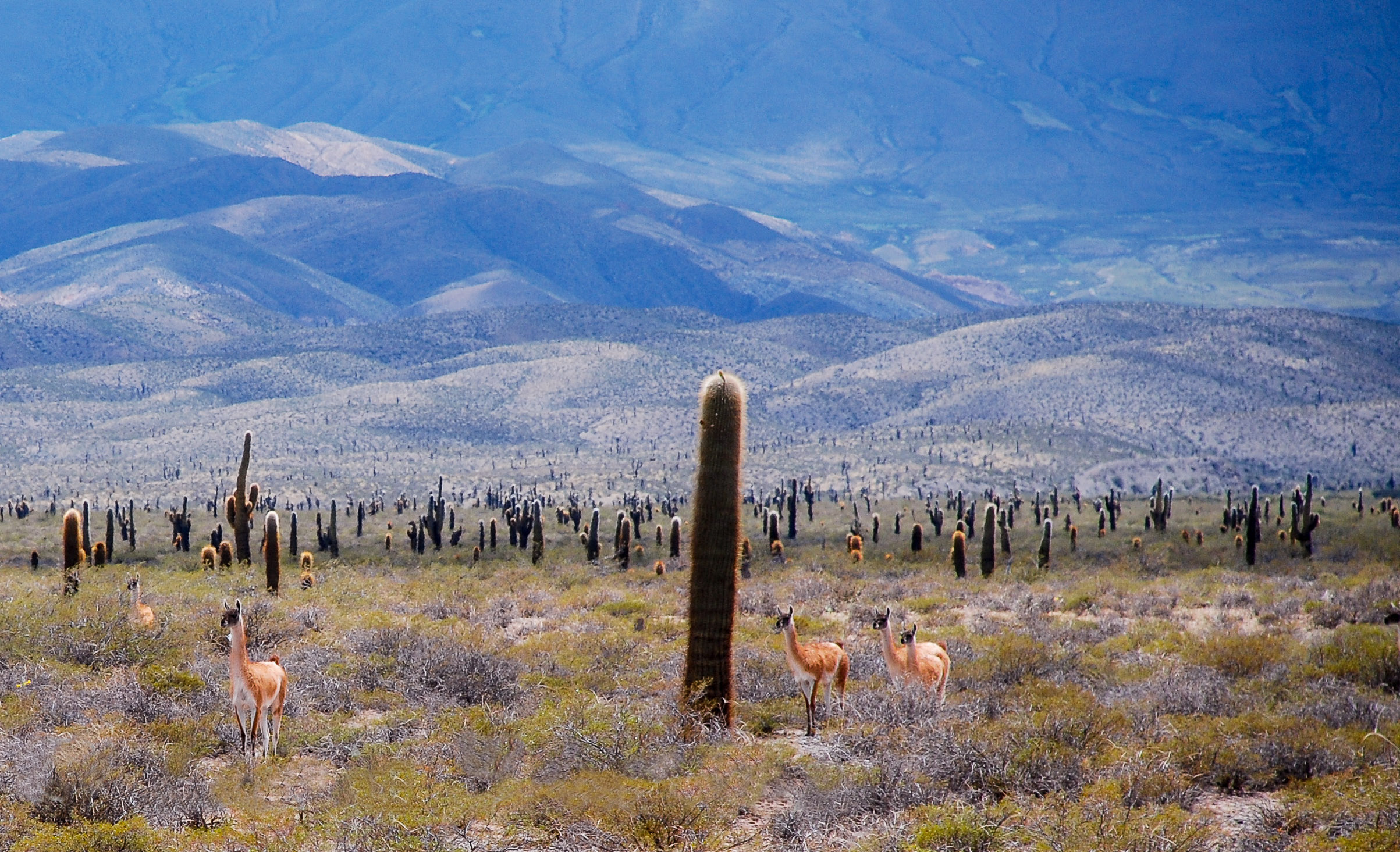 PARQUE NACIONAL LOS CARDONES